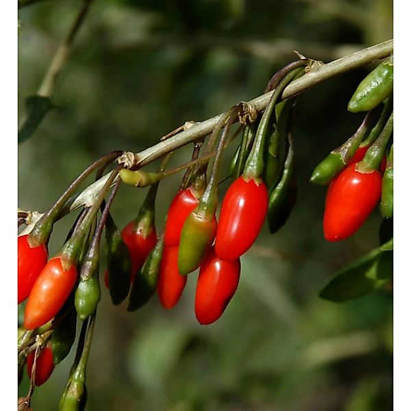 Teufelszwirn 40-50cm - Lycium barbarum günstig online kaufen
