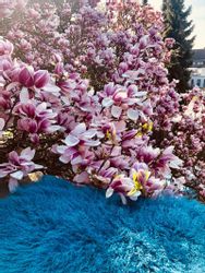 Hollert Fellteppich Tibet gelocktes Lammfell Schaffell, günstig online kaufen