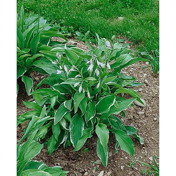 Hosta X Cult. Antioch Funkie Ca. 11x11 cm Topf günstig online kaufen