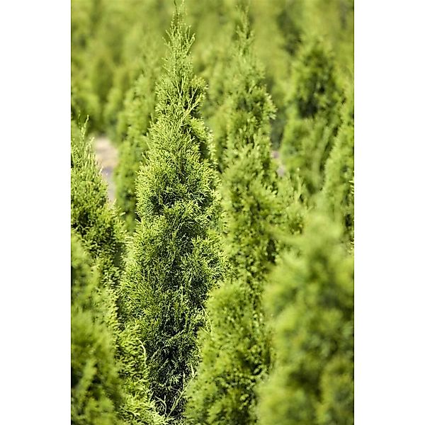 Thuja Occidentalis Smaragd Lebensbaum Spirale 175–200 cm günstig online kaufen