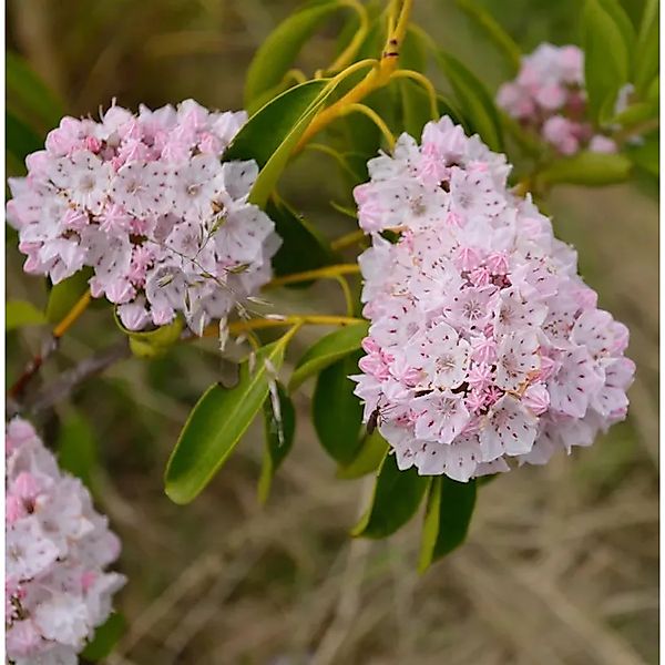 Großer Berglorbeer 60-70cm - Kalmia,atifolia günstig online kaufen