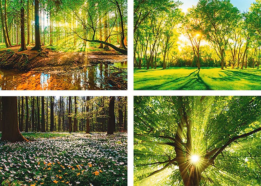 Artland Poster "Wald Bach Frühling Windrosen Sonne Baum" Wald 4 Stk. tlg. B günstig online kaufen