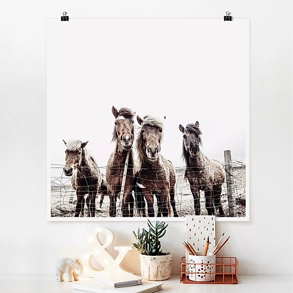 Poster Island Pferde günstig online kaufen