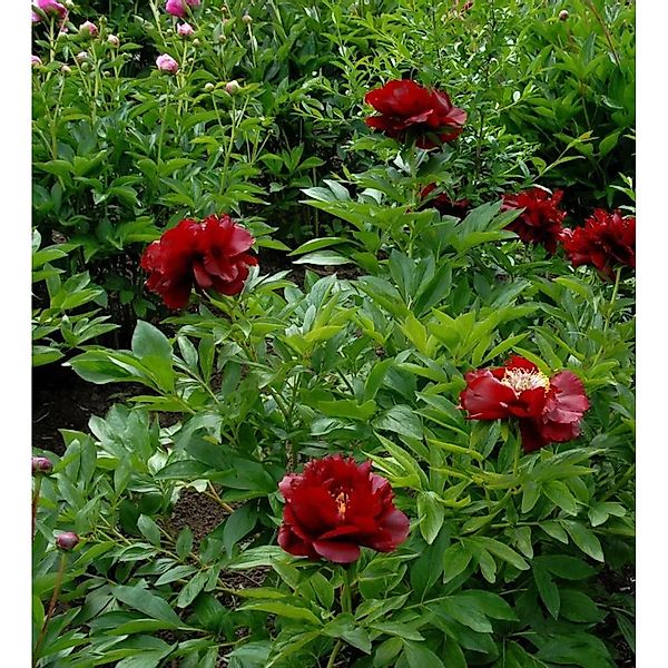 Strauchpfingstrose Rot - Paeonia suffruticosa günstig online kaufen