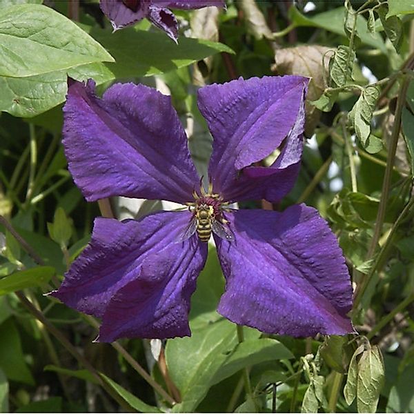 Robuste Waldrebe Polish Spirit 60-80cm - Clematis viticella günstig online kaufen