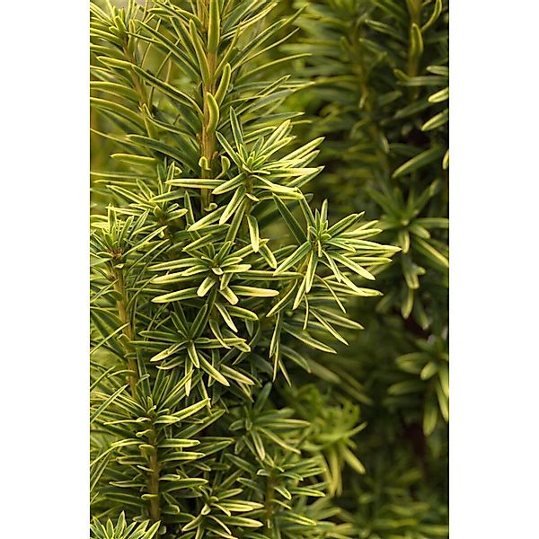 Taxus baccata 'Fastigiata Aurea' 20-30 cm günstig online kaufen
