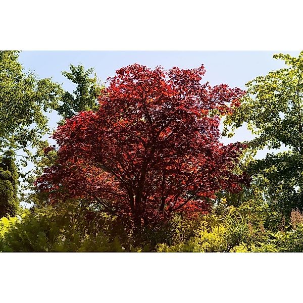 Acer Palmatum Beni Maiko Japanischer Ahorn Leuchtend Rot 60–80 cm günstig online kaufen