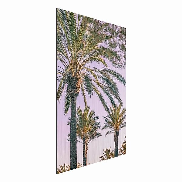 Alu-Dibond Bild Natur & Landschaft - Hochformat 2:3 Palmen im Sonnenunterga günstig online kaufen