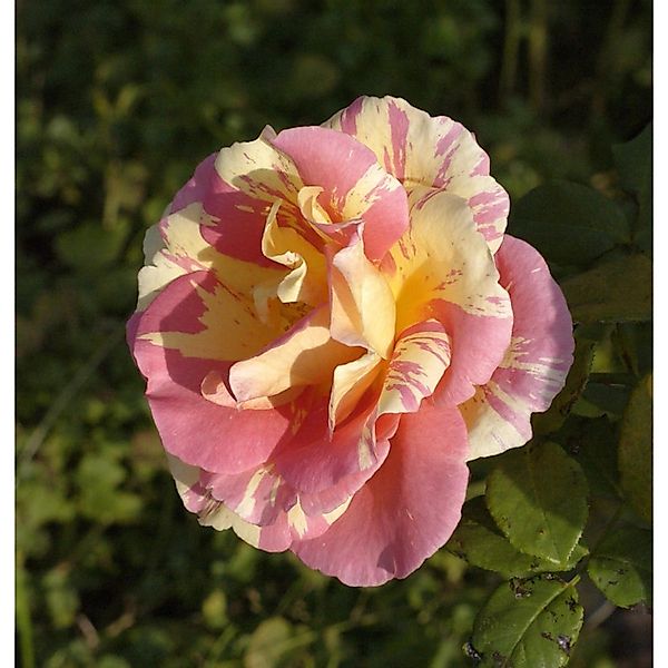 Malerrose Claude Monet 30-60cm günstig online kaufen