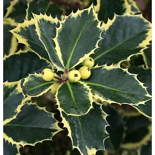 Gelbbunte Stechpalme Aurea 100-125cm - Ilex aquifolium günstig online kaufen