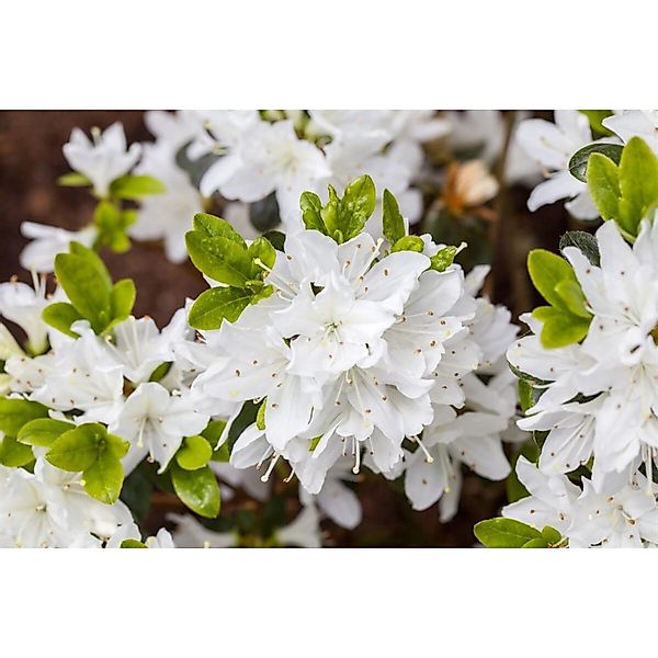 Rhododendron Obt. Kermesina Alba Weiß 30–40 cm günstig online kaufen