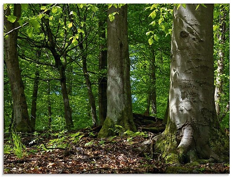 Artland Glasbild "Frühling im Buchenwald", Wald, (1 St.), in verschiedenen günstig online kaufen