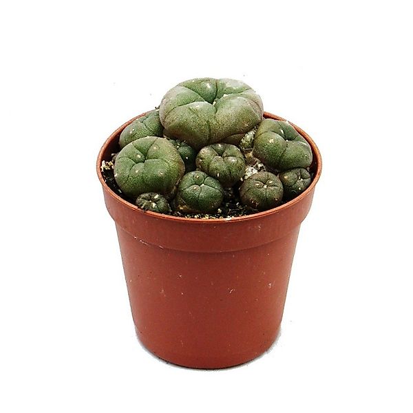 Exotenherz Kaktus Lophophora williamsii Peyote Peyotl Kaktus blühfähig, 5,5 günstig online kaufen