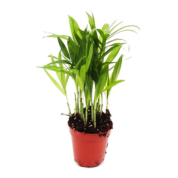 Exotenherz Minipflanze Chamaedorea Elegans Bergpalme Ideal für Kleine Schal günstig online kaufen