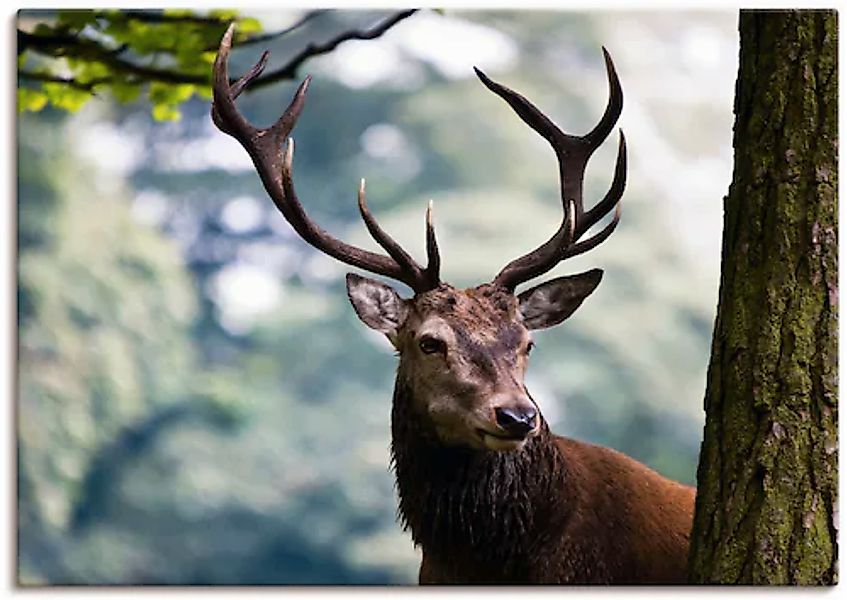 Artland Wandbild »Hirsch« Wildtiere 1 Stk. tlg. auf Holzrahmen gespannt günstig online kaufen