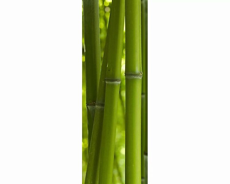 Dekopanel "Bambus" 1,00x2,80 m / Glattvlies Perlmutt günstig online kaufen