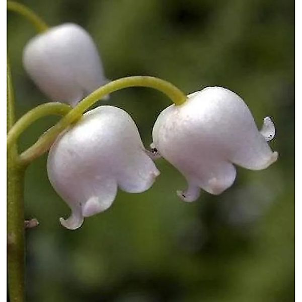 Maiglöckchen Grandiflora - Convallaria majalis günstig online kaufen