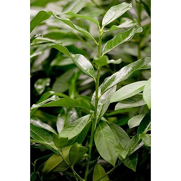 Prunus,aurocerasus 'Genolia' -R- 40-60 cm günstig online kaufen