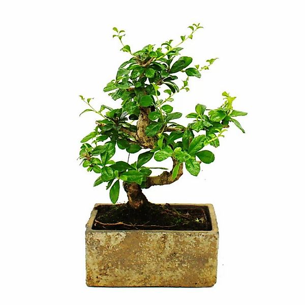 Exotenherz Bonsai für Zimmer in Moderner Trendkeramik Zimmerbonsai Carmona günstig online kaufen