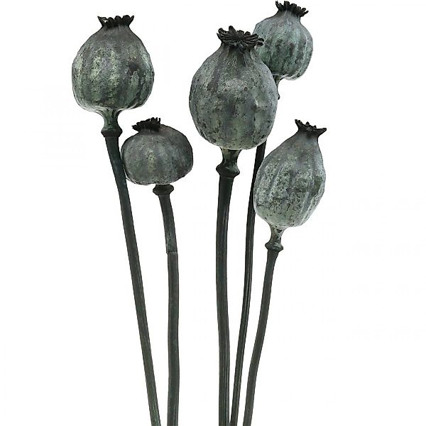 Trockenblume Mohnkapseln Schwarz Deko Trockenfloristik 50-60cm günstig online kaufen