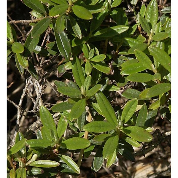 Zwerg Rhododendron Artic Tern 30-40cm - Rhododendron trichostomum günstig online kaufen