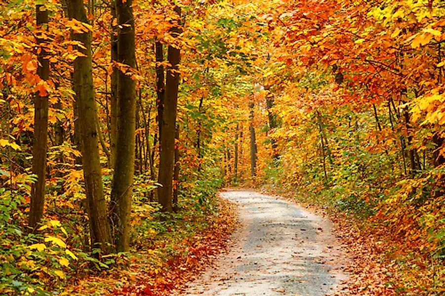Papermoon Fototapete »Pathway in Colorful Autumn Forest« günstig online kaufen