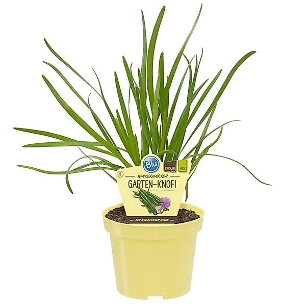 Exotenherz Gartenknofi in Bio-Qualität Allium Hybride Kräuterpflanze im 12c günstig online kaufen