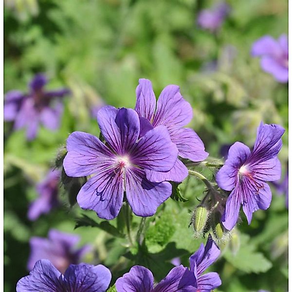 Pracht Storchschnabel - Geranium magnificum günstig online kaufen