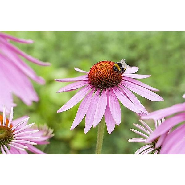 Echinacea Purpurea Magnus Roter Sonnenhut Ca. 9x9 cm Topf günstig online kaufen