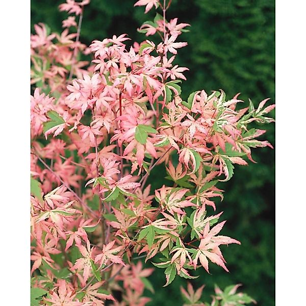 Acer Palmatum Okukuji Nishiki Japanischer Ahorn Bunt 80 cm Stammhöhe günstig online kaufen