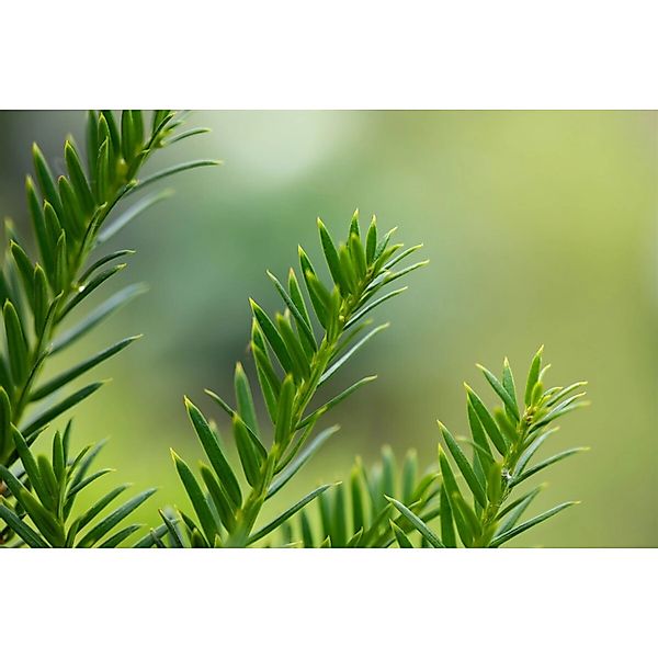 Taxus Baccata Overeynderi Eibe Kugelform 45–50 cm günstig online kaufen
