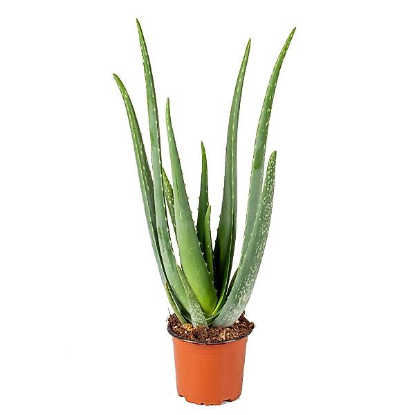 Casa Caron | Aloe Vera Barbadensis günstig online kaufen