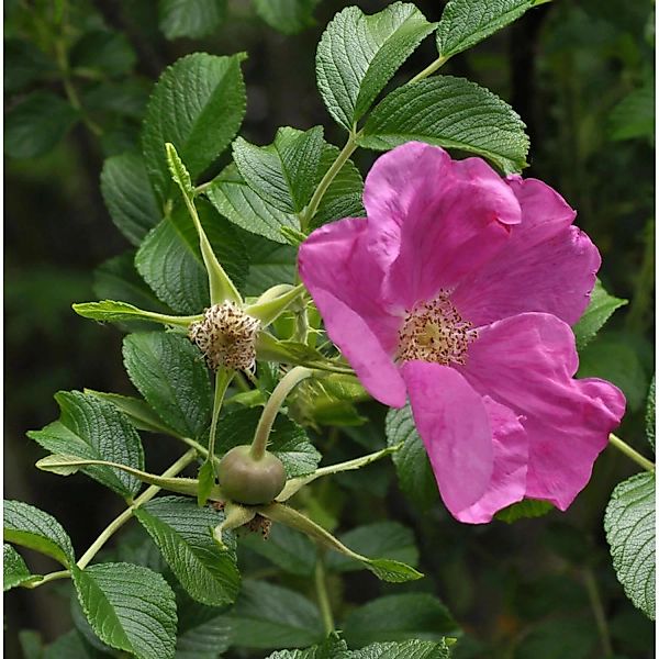 Apfelrose Rubra 40-60cm - Rosa rugosa rubra günstig online kaufen