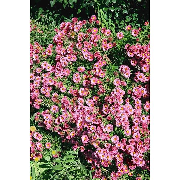 Aster Novae-angliae Rudelsburg Raublattaster Ca. 11x11 cm Topf günstig online kaufen