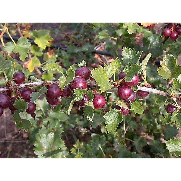 Ribes X Nidigrolaria Jostabeere 40–60 Cm günstig online kaufen