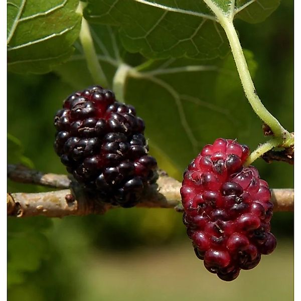 Schwarzer Maulbeerbaum Wellington 100-125cm - Morus nigra günstig online kaufen