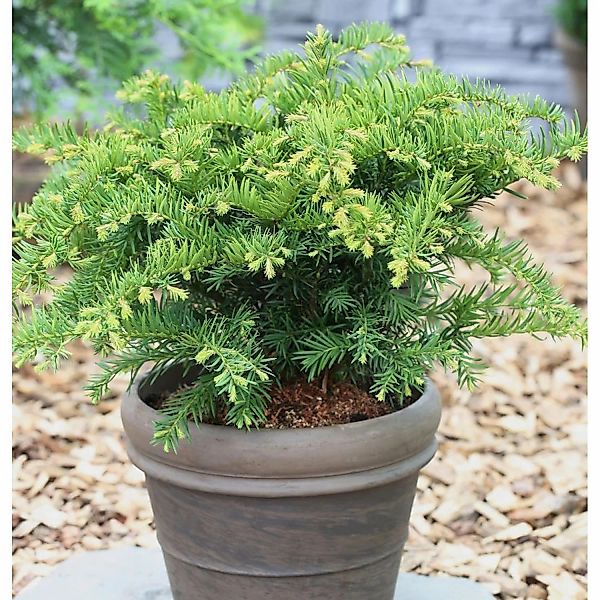 Tafeleibe 10-15cm - Taxus baccata günstig online kaufen