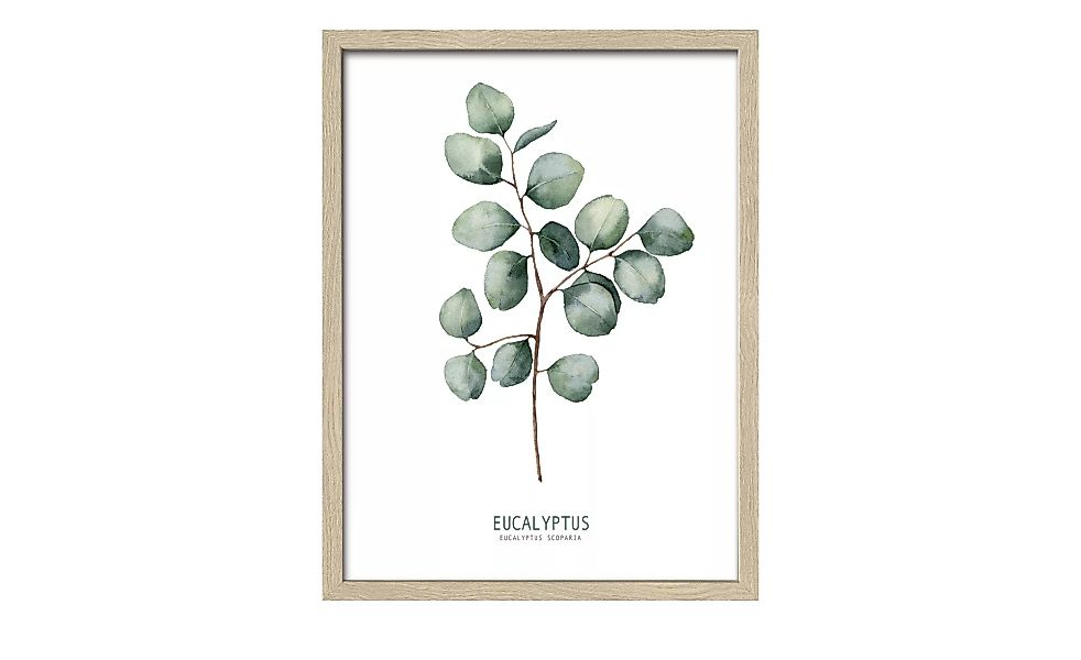 Gerahmtes Bild 33x43 cm  Different Eucalyptus Branches II - 33 cm - 43 cm - günstig online kaufen