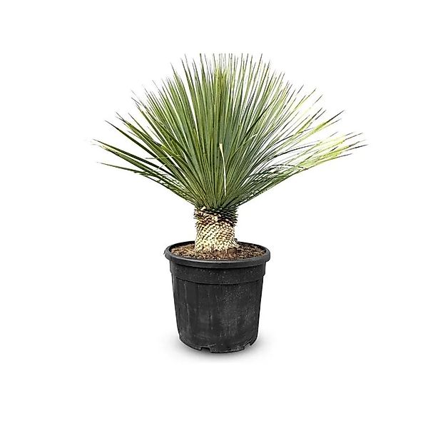 Sunny-Tree Mediterrane Yucca Rostrata Palmlilie mit Stammhöhe 15/20 cm Wint günstig online kaufen