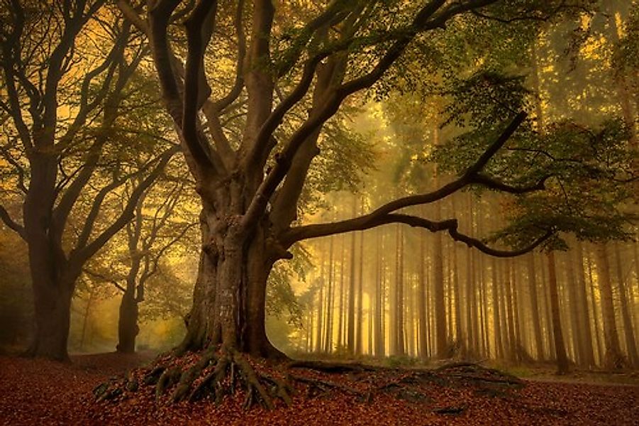 Papermoon Fototapete »Photo-Art PIET HAAKSMA, ALTER BAUM« günstig online kaufen