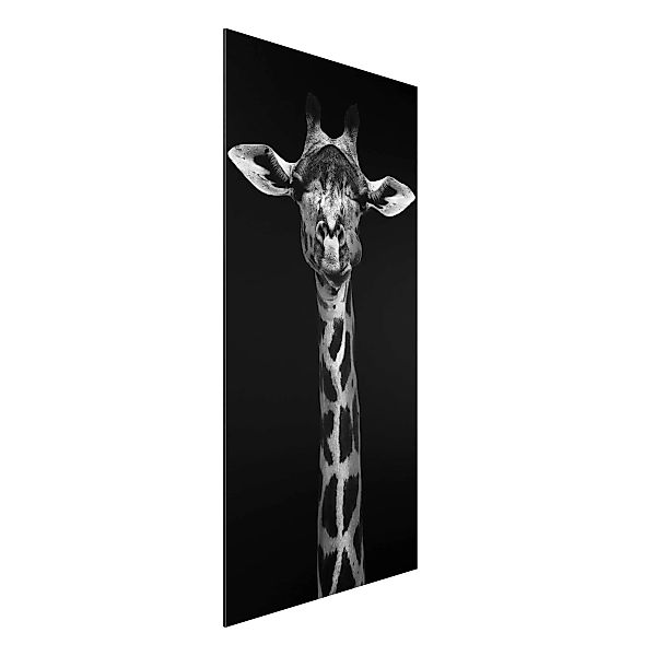 Alu-Dibond Bild Schwarz-Weiß - Hochformat Dunkles Giraffen Portrait günstig online kaufen