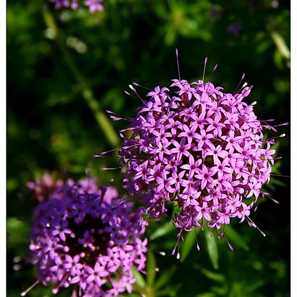 Rosenwaldmeister - Phuopsis stylosa günstig online kaufen