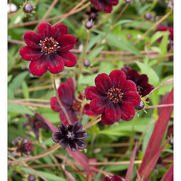 Schokoladenblume - Cosmos atrosanguineus günstig online kaufen