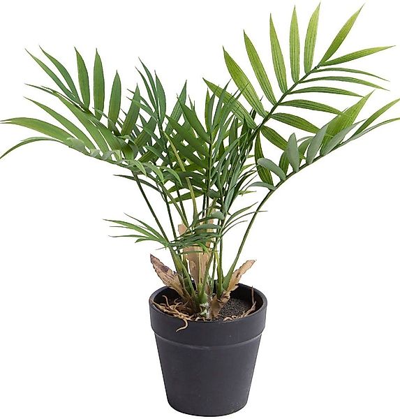 Künstliche Zimmerpflanze Chamaedorea Palme Palme, Botanic-Haus, günstig online kaufen