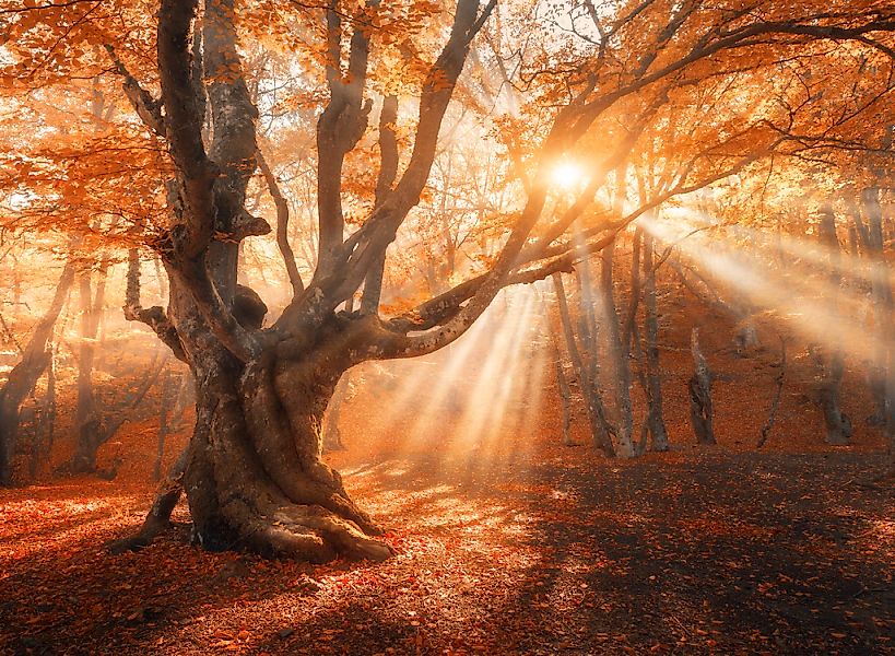 Papermoon Fototapete "Magical Old Tree" glatt günstig online kaufen