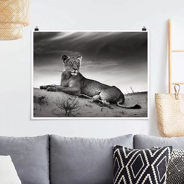 Poster Tiere - Querformat Resting Lion günstig online kaufen