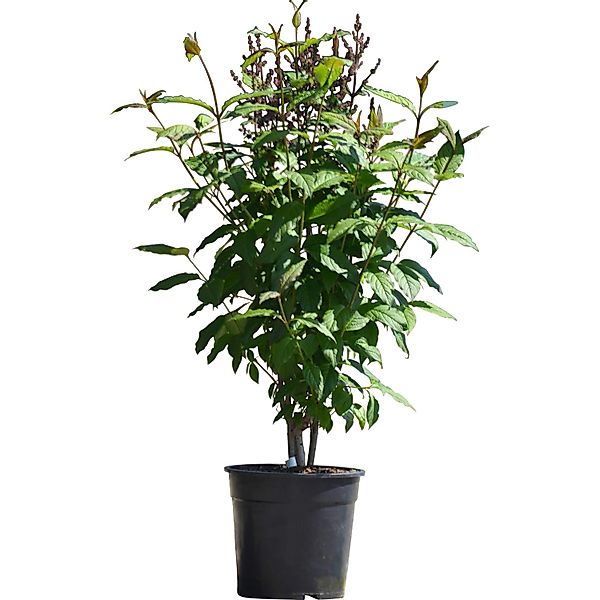 Flieder Minuet Höhe ca. 60 - 80 cm Topf ca. 10 l Syringa villosa günstig online kaufen