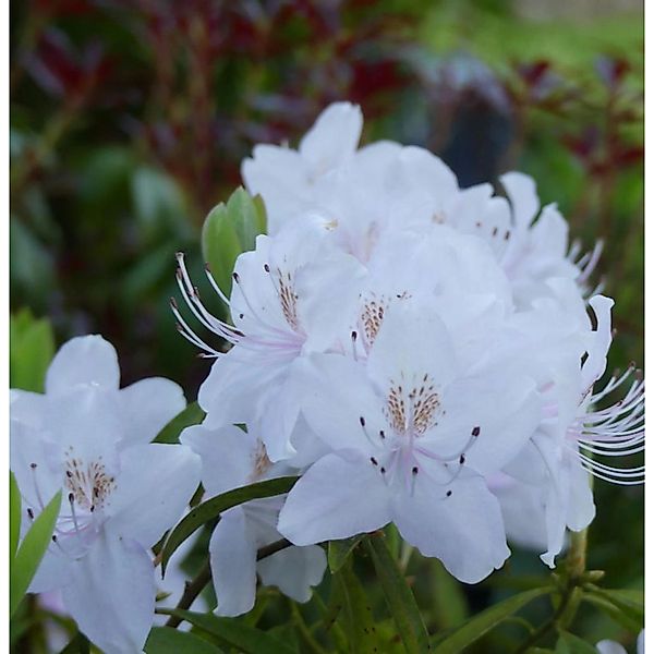 Rhododendron yunnanense 40-50cm günstig online kaufen