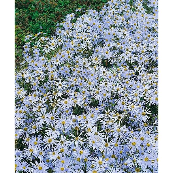 Aster Amellus Butzemann Bergaster Ca. 9x9 cm Topf günstig online kaufen