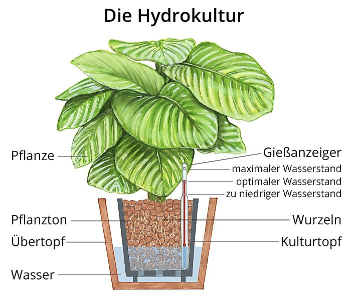 Dehner Zimmerpflanze Bogenhanf, Sansevieria trifasciata var. laurentii, in günstig online kaufen